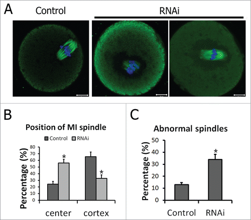 Figure 5. Peripheral spindle migration at MI stage was impaired after TGN38 depletion in mouse oocytes. (A) Representative images of oocytes in different siRNAs injected groups. After cultured for 8.5 h following TGN38 RNAi, oocytes were fixed and co-stained with anti-α-tubulin (Green) antibody and Hoechst 33342 (Blue). Bars, 10 μm. (B) Percentages of position of MI spindle in oocytes. *, P < 0.05. (C) Percentages of oocytes with abnormal spindles. *, P < 0.05.