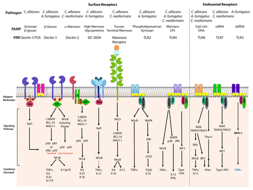 Figure 1. Pattern recognition receptors on DCs and signaling pathways that prime T cell differentiation. Recognition of C. neoformans, C. albicans and A. fumigatus mediates by detection of fungal pathogen-associated molecular patterns via Toll-like receptors (TLRs) in the cell surface or endosomes and C-type lectin receptors (CLRs). This graphic represents the TLRs and CLRs responsible for the detection of C. albicans, C. neoformans and A. fumigatus expressed on DCs and the signaling pathways involved in the antifungal response.