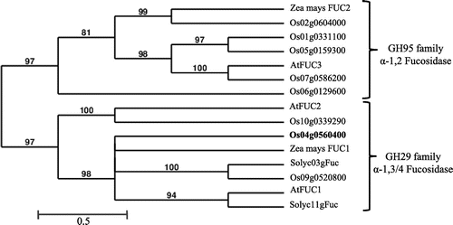 Fig. 3. Phylogenetic tree of plant α-fucosidases.