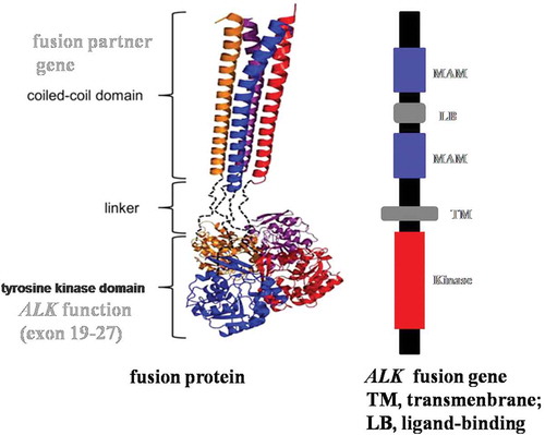 Figure 4. Schematic illustration of ALK and the general fusion strategy.