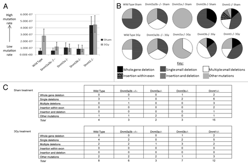 Figure 4. (A) Hprt gene mutation rates 23–25 population doublings after 3Gy X-irradiation or 0Gy (sham) treatment. Columns represent the mutation rate, calculated from 19–25 individual clonal expansions using Luria-Delbrück fluctuation analysis and corrected for plating efficiency. Error bars represent the 95% confidence intervals. Dnmt3a3b–/– mESCs were p#20–26 at the time of selection for mutants. (B) Spectrum of functional Hprt gene mutations observed in mESC lines 23–25 population doublings after 3Gy X-irradiation or 0Gy (sham) treatment. (C) Tables detailing the mutations identified by exonic PCR that were used to construct the pie charts in (B). PCRs were performed using primer pairs designed to amplify each exon (1–9) of the Hprt gene and exon 2 of the unlinked K-ras gene as a control. When a mutation was observed in multiple colonies arising in the same clonal population it was counted only once. ‘Other mutations’ include mutations that could not be detected using the PCR-based method, such as point mutations, frame shift mutations and epigenetic alterations.