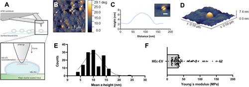 Figure 2 Nanoscale characterization of the morphology and nanomechanical properties of HEc-EVs with atomic force microscopy (AFM). (A) Diagrammatic representation of HEc-EV immobilization onto poly-L-lysine (PLL) coated mica surfaces, and subsequent nanoindentation with AFM. Created with BioRender.com. (B) Phase contrast image, (C) surface profile and (D) 3D reconstruction (from height image) of immobilized HEc-EVs on PLL-coated mica surfaces. (E) Histogram of the mean z-height of immobilized HEc-EVs (curve represents Gaussian fit) showing average height to be ~10 nm. (F) Young’s modulus of nanoindented HEc-EVs, obtained by applying the Derjaguin, Muller, and Toporov (DMT) model, demonstrating elasticity values mostly below 100 MPa.