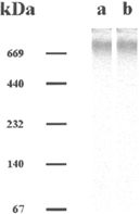 Figure 3. SDS-PAGE of purified material from Myrsine coriacea. leaves. The 7.5% gel was silver stained. The material used was first treated with 0.2 N PCA, then subjected to affinity chromatography and finally to RP-HPLC (fast peak), as described in the text. Lanes: (a) reduced, (b) nonreduced.