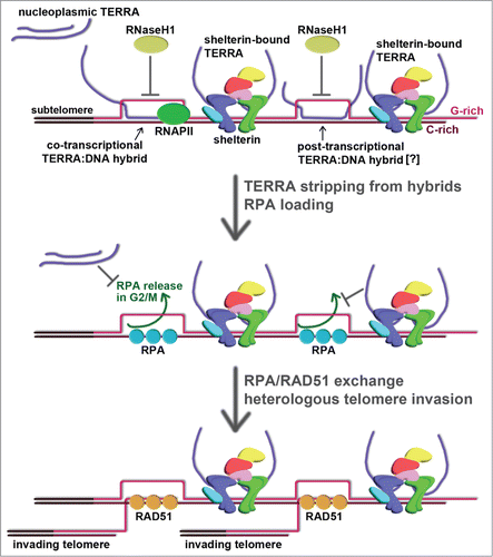 Figure 1. Hypothetical model for TERRA-mediated telomere elongation in ALT cells. TERRA associates with ALT telomeres possibly through 2 independent mechanisms: formation of co-transcriptional and perhaps post-transcriptional RNA:DNA hybrids with the C-rich telomeric strand and physical interaction with TRF1 (in blue) and TRF2 (in green) within the shelterin multiprotein complex. Stripping off TERRA from telomeric hybrids would generate ss C-rich DNA that could be immediately bound by RPA. Although not indicated, RPA can also associate with G-rich ss DNA. In addition, TERRA molecules, which are elevated in ALT cells, would further prevent RPA dissociation from telomeres in G2/M. A switch between RPA and RAD51 could mediate homology searches and annealing between C-rich ss DNA previously engaged in a hybrid and the G-rich ss overhangs from heterologous telomeres. The C-rich strand of telomeric hybrid-containing telomeres could therefore serve as a template for de novo synthesis of telomeric repeats, which are directly added to the overhangs of the invading telomeres.