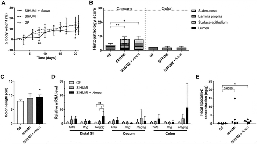 Figure 4. Colonization with A. muciniphila has no short-term effect on the colitogenic activity of the SIHUMI consortium in Il10-/- mice.(A) Body-weight development of Il10-/- mice born with the SIHUMI consortium (SIHUMI) and SIHUMI-Il10-/- mice additionally colonized with A. muciniphila (SIHUMI + Amuc) in comparison to germ-free (GF) Il10-/- mice. Mean ± SD, n = 6, *p < 0.05 compared to GF, #p < 0.05, ##p < 0.01 for comparison between colonized Il10-/- mice. (B) Cecal and colonic histopathology score of germ-free (GF) Il10-/- mice, SIHUMI-Il10-/- mice (SIHUMI) and SIHUMI-Il10-/- mice additionally colonized with A. muciniphila (SIHUMI + Amuc). Horizontal dotted line: Maximal score. Median + range, n = 5–6, *p < 0.05, **p < 0.01. (C) Colon length of germ-free (GF) Il10-/- mice, SIHUMI-Il10-/- mice (SIHUMI) and SIHUMI-Il10-/- mice additionally colonized with A. muciniphila (SIHUMI + Amuc). Mean ± SD, n = 5–6, *p < 0.05. (D) Relative mRNA levels of Tnfa, Ifng and Reg3g in mucosa of distal small intestine (SI), cecum and colon of SIHUMI-Il10-/- mice (SIHUMI) and SIHUMI-Il10-/- mice additionally colonized with A. muciniphila (SIHUMI + Amuc) in comparison to germ-free (GF) Il10-/- mice. Mean ± SD, n = 4–6, *p < 0.05, **p < 0.01. (E) Fecal lipocalin-2 concentration of germ-free (GF) Il10-/- mice, SIHUMI-Il10-/- mice (SIHUMI) and SIHUMI-Il10-/- mice additionally colonized with A. muciniphila (SIHUMI + Amuc). Median, n = 4–6, *p < 0.05.