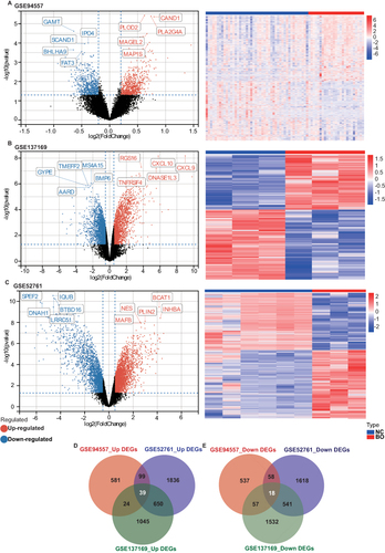 Figure 3 Identification of DEGs between the normal group and BO group in the BO datasets. (A) The volcano plots and heat map of DEGs in GSE94557. (B) The volcano plots and heat map of DEGs in GSE137169. (C) The volcano plots and heat map of DEGs in GSE52761. (D and E) Venn diagrams showed the overlaps of numbers of up-regulated (D) and down-regulated (E) DEGs between the three BO datasets.