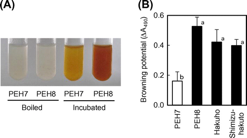Fig. 1. Reduced browning phenotype in flesh homogenate of Okayama PEH7.