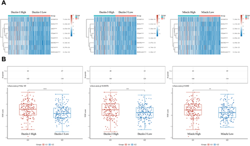 Figure 4 Expression of immune checkpoint proteins and prediction of response to ICB therapy in the CLR-high and CLR-low groups. (A) Comparison of the expression levels of key immune checkpoint molecules between the CLR-high group (G1) and the CLR-low group (G2) of HCC patients. (B) Prediction of the response to ICB therapy in the CLR-high (G1) and CLR-low (G2) groups of HCC patients. **p < 0.01, ***p < 0.001, ****p < 0.0001.