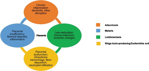 Figure 1. Main placental alterations associated with infection. In orange, the description of placental alterations caused by Arbovirosis, including chronic inflammation, deciduitis and villus disruption. In blue, the description of placental alterations caused by Malaria, including placental insufficiency, fibrinoid deposits and inflammation. In green, the description of placental alterations caused by Leishmaniasis, including late maturation, chronic infarction and ischemic changes. In yellow, the description of placental alterations caused by Shiga toxin-producing Escherichia coli, including placental dysfunction, intrauterine hemorrhage, fibrin deposition and neutrophil infiltration.