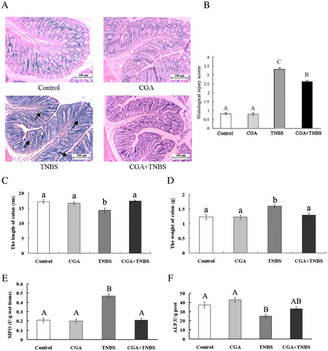 Fig. 3. CGA ameliorates colonic injury in TNBS-induced colitis rat. Histological findings of proximal colon samples stained with hematoxylin and eosin (A). Arrows indicate inflammatory cells. Histological injury scoring (B) indicated a grading scale for histological assessment of inflammation in colitis. The length of colon (C), weight of colon (D), activity of MPO (E), and ALP (F).