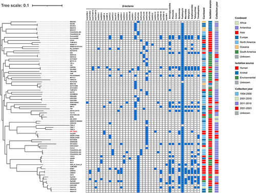 Figure 2 Phylogenetic relationship and antimicrobial resistance genes distribution between R. planticola RP_3045 and a total of 82 R. planticola strains currently deposited in NCBI GenBank database. Strain IDs are labeled in compliance with the tree, with RP_3045 highlighted in red. The distance of SNPs is represented by the branch length. Antimicrobial classes are labeled at the top of the figure. Blue cells indicate the presence of the antimicrobial resistance genes, and white cells indicate their absence. The continent, isolation source, and collection year are indicated for each strain.
