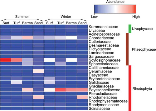 Fig. 9. Heatmap using square roots of read numbers of macroalgal families detected from limpets inhabiting surf, turf, barren, and sandy zones in summer and winter