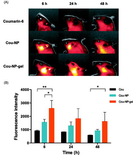 Figure 5. In vivo study. (A) Representative fluorescence imaging and (b) fluorescence intensity of Cou, Cou-NP, and Cou-NP-gel. Cou; coumarin-6. Data are expressed as the mean ± S.D. (n = 3). Cou-NP-gel was statistically significant compared to Cou and Cou-NP by a one-way ANOVA and Tukey’s post hoc test (*p<.05, **p<.01).