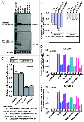 Figure 5. Endo-siRNA mediates LINE-1 silencing. (A) northern blot analysis of endo-siRNAs. Low MW total RNAs were probed with the sense strand of endo-siRNA sequences, and the resulting signals were detected after exposure to X-film for 3 d. As a small RNA loading control, hsa-miR-16 was used. Labeled Decade RNA markers were used as size markers. (B) Differential expression of endo-siRNAs in various types of breast cancer cells determined using real-time qRT-PCR. The fold changes were determined by comparing the ∆CT value of each endo-siRNA after normalization to the control Sno37A small RNA. The data are shown as the ratio of the mean signal in cancer cells/mean signal in normal cells. A negative value indicates reduced expression of endo-siRNAs in cancer cells compared with MCF10A cells. (C) A schematic of the construct used for the dual luciferase report assay is shown in the top panel. The synthetic siRNAs used in this study are shown at the bottom. Luciferase reporter assay detecting expression from in HEK293T cells transfected with scrambled, endo453 and endo392 siRNAs. Cells transfected with firefly luciferase (under control of the LINE-1Hs 5′-UTR) and the Renilla luciferase reporter plasmid without any siRNA sequences were used as a negative control. The firefly luciferase activity was normalized to the Renilla luciferase activity. The data are shown as the relative luciferase activity of endo-siRNA-treated cells with respect to the control cells. Unpaired t-test, p = 0.005. Error bars indicate s.d. (n = 9). (D) Real-time RT-PCR analysis of the transcript abundance of LINE-1 (L1) mRNAs (ORF1 and ORF2) in normal MCF10A cells and various types of breast cancer cells after being stably transfected with shRNA constructs that encode the endo453 and endo392 sequences. Negative controls containing control shRNA or no shRNA were performed in parallel. The relative LINE-1 mRNA levels were determined after normalizing the data to the control HPRT1 gene. Genomic DNA isolated from HMEC tissue was used as an additional control. Lane 1, parental cells; lane 2, control shRNAs; lane 3, shRNAs encoding endo453; and lane 4, shRNAs encoding endo392. Error bars indicate s.d.