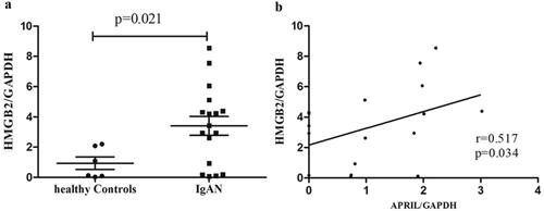 Figure 2. The expression level of HMGB2 in IgAN patients and the correlation between HMGB2 and APRIL in CD19+ B lymphocytes. (a) Peripheral blood was drawn from normal controls (n = 6) and IgAN patients (n = 17), and B cells were isolated for RNA extraction. qRT-PCR was used to detect the expression level of HMGB2. p = 0.021. (b) The expression levels of HMGB2 and APRIL were measured by qRT–PCR. Spearman’s correlation test was used to analyze the correlation between HMGB2 and APRIL. R = 0.517, p = 0.034.