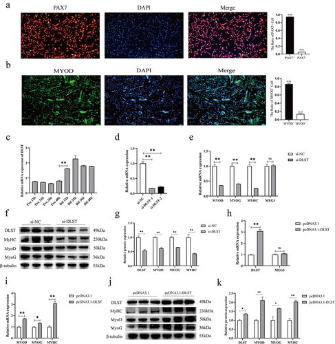 Figure 2. DLST promotes porcine satellite cell differentiation. (a) Purification detection of porcine satellite cells. The scales of immunofluorescence pictures are all 100 μm. (b) Identification results of porcine satellite cells during differentiation. The scales of immunofluorescence pictures are all 100 μm. (c) The expression profile of DLST mRNA in the proliferation and differentiation stages of satellite cells, with an interval of 12 h between each stage. (d) Efficiency assay of DLST interfering RNA. (e) The mRNA expressions of MYOD, MYHC, and MYOG were decreased after DLST knockdown, while the expression of MEG3 was not affected. (f) Knockdown of DLST decreased the protein expressions of MYOD, MYHC, and MYOG. (g) Quantitative analysis of western blot results after knockdown of DLST. (h) Efficiency assay of DLST overexpression vector, and DLST overexpression does not affect MEG3 expression. (i) Overexpression of DLST upregulated the mRNA expression levels of MYOD, MYOG, and MYHC. (j) Overexpression of DLST enhanced the protein expression levels of MYOD, MYOG, and MYHC. (k) Quantitative analysis of western blot results after overexpression of DLST. The relative mRNA expression were normalized to those of the control 18S rRNA. Error bars are the mean ± SEM of three biological replicates. Statistical significance of differences was assessed by t-test. *p < 0.05, **p < 0.01.