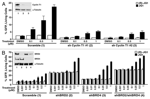 Figure 6. The JQ1 effect in A72 cells is dependent on P-TEFb and BRD2. (A) A72 cells were infected with virus containing shRNA constructs targeting cyclin T1 or a non-targeting control. Knockdown of cyclin T1 protein levels are shown by immunoblotting with cyclin T1 or the control α-tubulin antibody. At 4 d after infection, cells were treated with JQ1 or DMSO at the indicated concentrations for 18 h and analyzed by flow cytometry. As indicated, knockdown of cyclin T1 resulted in a decrease in GFP expression under basal condition and in JQ1-treated cells. Average (± SD) of three experiments is shown. (B) A72 cells were infected with virus containing shRNA constructs targeting BRD2, BRD4 or a non-targeting control. At 4 d after infection, cells were treated with JQ1 or DMSO at the indicated concentrations for 18 h and examined by flow cytometry. As indicated, knockdown of BRD2 and BRD4 resulted in an increase in GFP expression. JQ1 treatment enhanced this effect. Results represent average (± SD) of three experiments. Knockdown of BRD2 and BRD4 protein levels were confirmed by immunoblotting with BRD2 and BRD4 antibodies or the control α-tubulin.