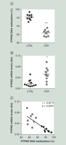 Figure 2. PTPRD DNA methylation and mRNA expression in subcutaneous pre-adipocytes from first-degree relative and CTRL subjects. (A) BS analysis of PTPRD DMR in SVF from FDR (nÂ =Â 8) and CTRLÂ (nÂ =Â 9) subjects available from the study group. Data points represent DNA methylation percentage at the PTPRD-associated DMR. Mean valuesÂ Â±Â SD are also shown. ***p<0.001 in a two-tailed Mann“Whitney U-test. (B)PTPRD mRNA expression was measured by qPCR in SVF from FDR (nÂ =Â 9) and control (CTRL; nÂ =Â 11) subjects. Data points represent AU from each individual subject. Mean valuesÂ Â±Â SD are also shown. **p<0.01 in a two-tailed Mann“Whitney U-test. (C) Correlation between PTPRD DNA methylation and PTPRD mRNA levels in SVF from FDR (nÂ =Â 8) and CTRL (nÂ =Â 9) subjects. r correlation coefficient and p-values are indicated on the graph.AU: Absolute units; BS: Bisulphite sequencing; CTRL: Control; DMR: Differentially methylated region; FDR: First-degree relatives; SD: Standard deviation; SVF: Stromal vascular fraction cells.