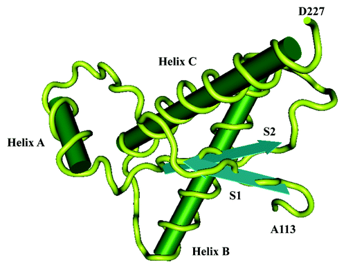 Figure 1. Three-dimensional (3D) structure of human PrP. The structure of the α-helical form of rPrP(90–231) resembles that of PrPC. rPrP(90–231) is viewed from the interface where PrPSc is thought to bind to PrPC. The color scheme is as follows: α-helices A (residues 144–157), B (172–193), and C (200–227) in pink; disulphide between Cys-179 and Cys-214 in yellow; conserved hydrophobic region composed of residues 113–126 in red; loops in gray; residues 129–134 in green encompassing strand S1 and residues 159–165 in blue encompassing strand S2; the arrows span residues 129–131 and 161–163, as these show a closer resemblance to β-sheet (155).Citation1 The data source was the internet proteomic database Expasy (www.expasy.org). For data processing software Matlab version 7.9.0 (The MathWorks, Inc.) was used.