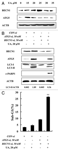 Figure 3. ATG5 and BECN1 were involved in UA-induced autophagy in MCF-7 cells. (A) Effects of UA treatment on BECN1 and ATG5 expression. MCF-7 cells were treated with various concentrations of UA for 24 h, and then expression of BECN1 and ATG5 was analyzed by western blotting. (B) Effects of BECN1 and ATG5 knockdown on UA-induced LC3-I to LC3-II conversion. The cells were transfected simultaneously with 50 nmol/L of BECN1 and 50 nmol/L of ATG5 siRNAs using siPORT™ NeoFX™ Transfection Agent. After 24 h transfection, the cells were treated with 20 μM UA for 24 h. LC3 was analyzed by western blotting. (C) Effects of BECN1 and ATG5 knockdown on UA-induced apoptosis measured by sub-G1 analysis (n = 3, **p < 0.01). (The blots shown are representative of three independent experiments).