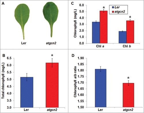 Figure 4. (A) Representative leaves from 4-week-old Ler and atgcn2 plants were sampled and photographed to document visual difference in pigmentation intensity. (B) Total chlorophyll amounts were quantified in Ler and atgcn2 plants. (C) Amounts of chlorophylls a and b were quantified in Ler and atgcn2 plants. (D) Chlorophyll a to b ratios were calculated in Ler and atgcn2 plants. Four technical replicates were averaged. Error bars represent standard error. Statistical analysis was performed using Student's t-test. * P < 0.05. Experiment was repeated 4 times with similar results.