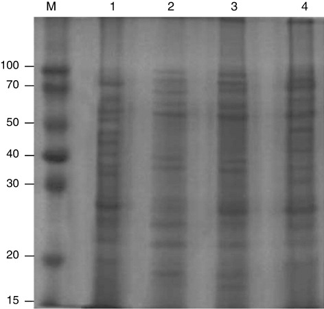 Figure 1. SDS-PAGE of solubilised teliosporic protein(s) of T. indica extracted by four different solubilising agents.