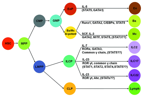 Figure 1. Lineage relationship of innate myeloid cells and innate lymphoid cells. Cytokines and transcription factors that specify cell fate of a particular subset of innate myeloid cells or innate lymphoid cells are illustrated. Ba/Mc bi-potent, common basophils and mast cell progenitors; eo, eosinophils; ba, basophils; mc, mast cells; lymph, all lymphocytes. The rest of abbreviations are given in the text.