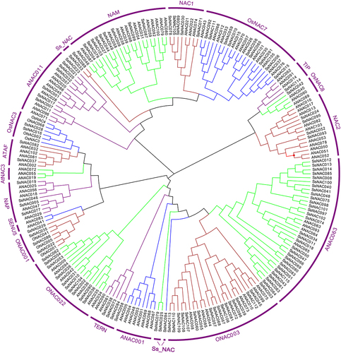 Figure 1. Phylogenetic analysis of NAC proteins in S. spontaneum, O. sativa, and A. thaliana. Clustal W was used to align the protein sequences, and phylogenetic trees were generated using the neighbor-joining method in MEGA-X; bootstrapping was repeated 1000 times.