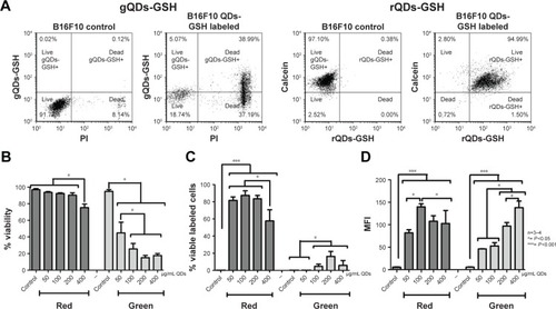 Figure 1 B16F10 cells viability after rQDs-GSH and gQDs-GSH incorporation.Notes: (A) Dot plot of B16F10 cells labeled with gQDs-GSH or rQDs-GSH (100 μg/mL), and B16F10 control cells. Events were gated to show B16F10 gQDs-GSH+ or rQDs-GSH+ cells and live or dead B16F10 cells. (B) Effects on B16F10 cell viability of treatments with lipofectamine and gQDS-GSH or rQDs-GSH. (C) Comparison of viable labeled cells treated with either rQDs-GSH or gQDs-GSH, and lipofectamine. (D) Comparison of MFI associated with either rQDs-GSH or gQDs-GSH in viable B16F10 cells. Results were averaged from 3 to 4 independent experiments (n=3–4). Data were analyzed using the nonparametric Mann–Whitney test. Statistically significant differences compared with the controls and different treatments are indicated.Abbreviations: GSH, glutathione; gQDs-GSH, green QDs-GSH; MFI, mean fluorescence intensity; QDs, quantum dots; rQDs-GSH, red QDs-GSH.