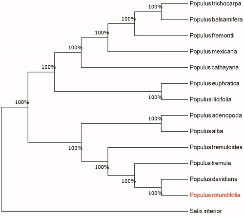 Figure 1. Neighbour-joining (NJ) analysis of P. rotundifolia and other related species based on the complete chloroplast genome sequence. Genbank accession numbers: P. tremula (KP861984), P. rotundifolia (KX306825), P. yunnanensis (KP729176), P. euphratica (KJ624919), P. adenopoda (NC032368), P. rotundifolia (MT482542), P. cathayana (KP929175), P. balsamifera (KJ664927), P. ilicifolia (NC031371), P. trichocarpa (EF489041), P. fremontii (KJ664926), P. tremuloides (MN561844) and Salix interior (NC024681).