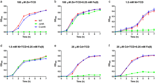 Figure 6. Growth defect of ΔzntA under excess Zn, Ni, or Cd conditions can be alleviated by Fe(II) supplementation. The strains were grown in TSB supplemented with 100 μM ZnSO4 (A), 100 μM ZnSO4 plus 0.25 mM FeSO4 (B), 1.5 mM NiSO4 (C), 1.5 mM NiSO4 plus 0.25 mM FeSO4 (D), 25 μM CdSO4 (E), or 25 μM CdSO4 plus 0.25 mM FeSO4 (F). Trisodium citrate dihydrate (TCD) was also supplemented to the medium to alleviate Fe precipitation. Growth curves were drawn by measuring the OD595. The graphs show the means and standard deviations from three wells in a representative experiment.