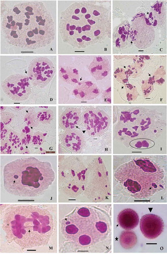 Figure 1. (A) A PMC showing 16 bivalents at diakinesis. (B) Metaphase-I. (C, D, E) PMCs showing chromatin migration at different stages of meiosis. (F, G) Chromatin migration among adjacent meiocytes (arrowed). (H) The partial or complete transfer of chromatin results into hypo- (arrowed) and hyperploid PMCs (arrowhead). (I) A PMC showing extra chromatin mass lying away from the main chromosome complement. (J) A PMC showing chromatin stickiness and out of plate bivalent (arrowed). (K) A PMC showing pycnotic chromatin (arrowed). (L) PMCs showing a laggard (arrowed). (M) A PMC with a chromatin bridge at A-I (arrowed). (N) A PMC with micronucleus at T-II. (O) A large sized (arrowhead), a small sized fertile pollen grain (arrowed) and a sterile pollen grain with unstained cytoplasm (stared). [Scale-10 µm].