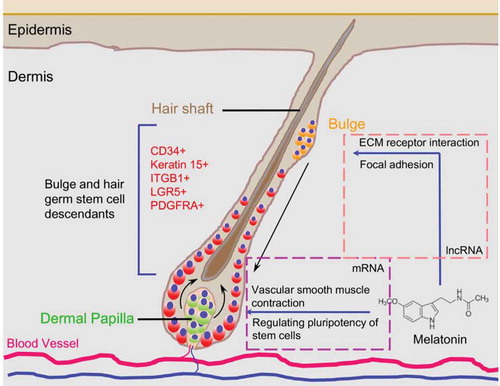 Figure 7. Proposed diagram for melatonin mediated Cashmere secondary hair follicle growth