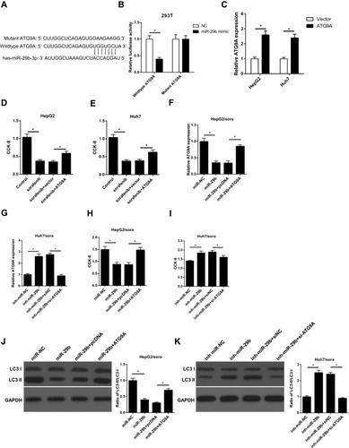 Figure 6 miR-29b enhances sorafenib sensitivity by directly interacting with ATG9A in sorafenib-resistant HCC cells. (A) Predicted binding sites between miR‑29b and the ATG9A 3ʹ‑untranslated region by TargetScan online website. (B) Luciferase reporter assay shows miR-29b bind to wildtype ATG9A, not mutant ATG9A in 293T cells. (C) RT-qPCR shows the relative expression levels of ATG9A in HepG2 and Huh7 cells transfected with vector or ATG9A. (D, E) CCK-8 assay shows the effect of ATG9A overexpression on cell viability in HepG2 and Huh7 cells with ATG9A transfection and sorafenib treatment. (F) RT-qPCR shows the relative expression of HepG2/sora cells transfected with miR-NC, miR-29b, miR-29b+pcDNA, or miR-30b+ATG9A. (G) RT-qPCR shows the relative expression of Huh7/sora cells transfected with inh-miR-NC, inh-miR-29b, inh-miR-29b+siNC, or inh-miR-29b+si-ATG9A. (H, I) CCK-8 assay shows the cell viability of HepG2/sora and Huh7/sora cells in different transfected groups. (J, K) Western blotting shows the LC3-II/LC3-I protein ratio in HepG2/sora and Huh7/sora cells in different transfected groups. The data were presented as mean ± SD (*P < 0.05).