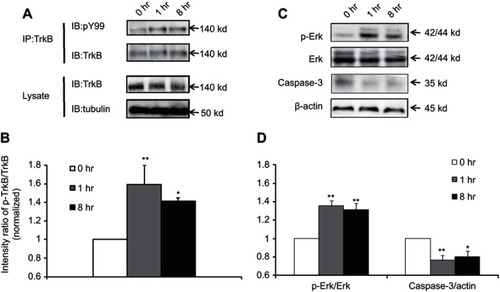Figure 5 Changes in the levels of p-TrkB, p-Erk and caspase-3 in the IC after CTA extinction. (A) Protein lysates were subjected to immunoprecipitation (IP) with a rabbit anti-TrkB antibody followed by immunoblotting (IB) with a pY99 antibody (top). Immunoprecipitation of total TrkB was verified by immunoblotting with a mouse anti-TrkB antibody (second panel). TrkB in brian lysate was detected with a mouse anti-TrkB antibody (third panel) using Western blotting. The levels of TrkB in the total brain lysate were analyzed relative to those reported for α-tubulin. (B) The levels of immunoprecipitated p-TrkB relative to those of total TrkB at 1 and 8 hr after CTA extinction in the IC are presented as mean±SEM (n=8 per group, **p<0.01, *p<0.05 vs 0 hr). (C) The levels of p-Erk, total Erk and caspase-3 levels in the IC were detected in protein lysates through Western blotting. (D) The levels of p-Erk relative to those of total Erk and caspase-3 relative to β-actin at 1 and 8 hr after CTA extinction in the IC are presented as mean±SEM (n=4 per group, **p<0.01, *p<0.05 vs 0 hr).