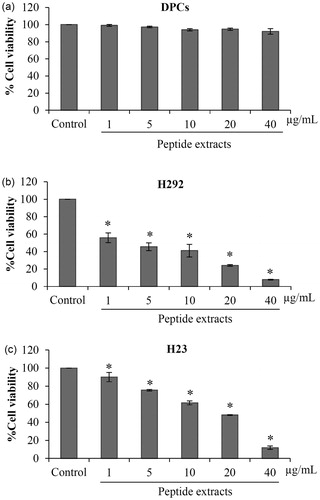 Figure 6. Selective anticancer activity of peptide extracts from Lentinus squarrosulus. (a) Low toxicity of the peptide extracts to non-cancer cells was indicated in human dermal papilla DPCs cells treated with 1–40 μg/mL peptides for 24 h. (b and c) Peptide extracts from L. squarrosulus induced cell death in various lung cancer cells. The anticancer activity of the extracts was also evaluated in H292 and H23 lung cancer cells. Values are means of the independent triplicate experiments ± SD. *p ≤ 0.05 versus non-treated control.