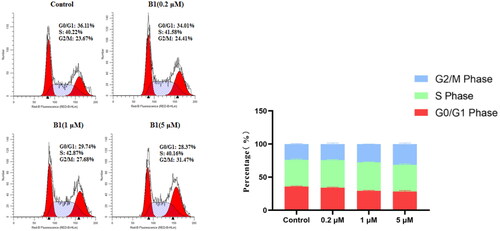 Figure 8. Effect of compound B1 on the cell cycle distribution of H1975 cell line for 24 h.