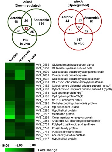 Figure 2. Differentially expressed genes of the ΔfexA strain under aerobic, anaerobic and in vivo conditions were identified by DNA microarray analysis. Venn diagram showing the extent of overlapping genes that are differentially upregulated or downregulated in the ΔfexA mutant among aerobic, anaerobic and in vivo growth conditions. Downregulated genes of the ΔfexA strain under aerobic, anaerobic and in vivo conditions.