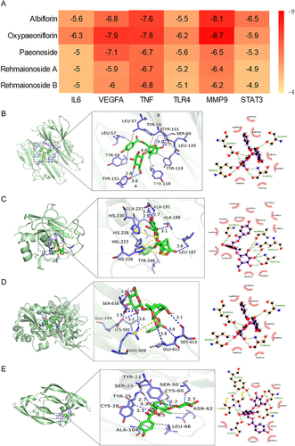 Figure 7 Molecular docking diagram of active ingredients and Hub genes. (A) Heatmap of binding energy (kcal/mol). (B) Molecular docking of Oxypaeoniflorin and TNF. (C) Molecular docking of Oxypaeoniflorin and MMP9. (D) Molecular docking of Albiflorin and STAT3. (E) Molecular docking of Oxypaeoniflorin and VEGFA.