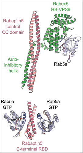 Figure 11. A model of the positive feedback loop mechanism. Crystal structure of minimal Rabaptin5/Rabex5/Rab5 complex (4Q9U, upper part) shows that the extended Rabaptin5 central coiled-coil domain binds to Rabex5s auto-inhibitory helix, whereas Rabex5 helix-bundle-VPS9 GEF unit interacts with the nucleotide free Rab5a. The structure of Rabaptin5-RBD/Rab5-GTP (1TU3, lower part) represents the complex's membrane-binding unit.