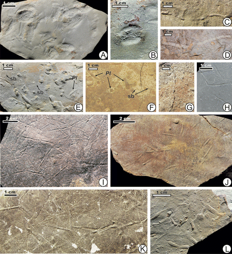 Figure 6. More trace fossils of the Mezardere Formation. (A), (B) Osculichnus cf. labialis, outcrop 4, specimen TRGM1/08. (C) P. tubularis, outcrop 1, specimen TRGM2/01. (D) P. beverleyensis, outcrop 8, specimen TRGM1/09. (E) P. montanus (Pl) and small burrows (sb), outcrop 12, specimen TRGM12/01. (F) P. montanus (Pl) and small burrows (sb), outcrop 1. (G) Ptychoplasma isp., outcrop 1, specimen TRGM12/02. (H) Treptichnus cf. apsorum, outcrop 7, specimen TRGM4/01. (I) Treptichnus cf. apsorum, outcrop 8, specimen TRGM4/02. (J) Treptichnus cf. apsorum, outcrop 4, specimen TRGM4/03. (K) Treptichnus cf. apsorum, outcrop 8, specimen TRGM4/04. (L) ?Treptichnus isp., outcrop 2, specimen TRGM12/03.