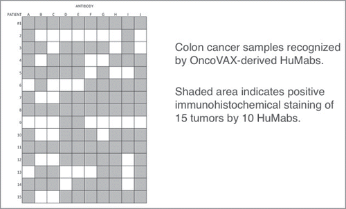 Figure 5. Distribution of antigens in paraffin sections of colon tumors. Shaded area indicates positive indirect positive indirect immunoperoxidase staining of 15 tumors by 10 OncoVAX treated patient derived human monoclonal antibodies. None of the HuMabs tested were derived from any patients whose tumor samples were tested.