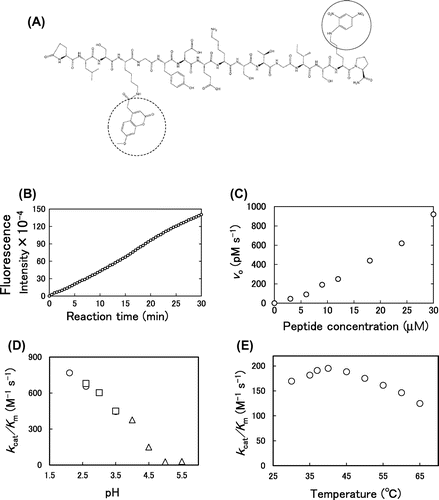 Fig. 5. Kinetics of the digestion of the fluorescent synthetic peptide with pepsin.