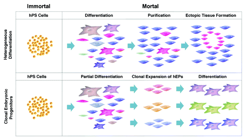 Figure 1. Heterogeneous differentiation of hPS cells vs. the clonal expansion of hEPs as a means of manufacturing therapeutic products. (A) With heterogeneous differentiation, hPS cells such as hES cells are scaled in the undifferentiated immortal state, exposed to a differentiation protocol, and the desired cell type is purified from the heterogeneous mixture. (B) Clonal lines are generated from partially differentiated hPS cells, the clonal lines are expanded in a mortal state, then terminally differentiated for research or therapeutic use.
