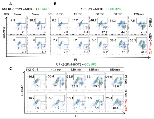 Figure 1. Ca2+ influx occurs following MLKL activation and prior to plasma membrane breakdown during necroptosis. (A-C) Flow cytometric analysis of 100 nM B/B dimerizer-treated GCaMP3 expressing hMLKL1-181-2Fv-NIH3T3 cells (A), RIPK3-2Fv-NIH3T3 cells (B) and 20 ng/mL TNFα plus 100 μM zVAD (TZ) treated RIPK3-2Fv-NIH3T3 cells (C) stained with propidium iodide (PI) at the indicated time points. Cells were stimulated in DMEM (serum-free) media with or without Ca2+.