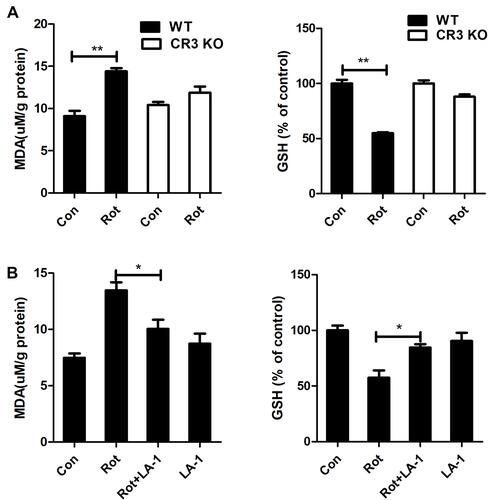 Figure 7 Genetic deletion of CR3 or LA-1 treatment mitigates oxidative stress in rotenone-intoxicated mice. (A) The MDA and GSH contents were determined in the brainstem of WT and CR3−/- mice after rotenone treatment by using commercial kits. Results were mean ± SEM from three mice for each group and were analyzed by two-way ANOVA (MDA: F(3,8) = 34.604, P = 0.000; GSH: F(3,8) = 37.129, P = 0.000; post hoc analysis by Tukey’s multiple comparisons test). (B) The MDA and GSH contents were determined in the brainstem of rotenone-treated mice with or without LA-1 treatment by using commercial kits. Results were mean ± SEM from four mice for each group and were analyzed by one-way ANOVA (MDA: F(3,12) = 12.753, P = 0.000; GSH: F(3,12) = 10.373, P = 0.001; post hoc analysis by Tukey’s multiple comparisons test). *P<0.05, **P<0.01.