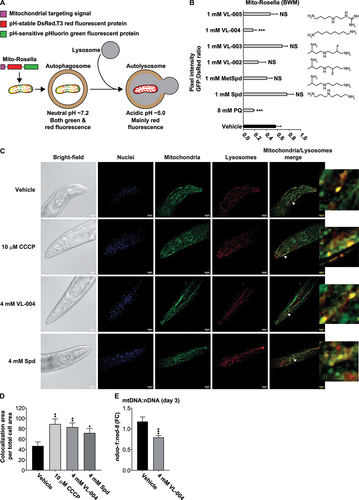 Figure 1. VL-004 induces robust mitophagy in C. elegans. (A) Mito-Rosella sensor function. Under neutral pH the mito-Rosella green and red fluorescence intensities are comparable, while the acidic environment of the autolysosome causes a green fluorescence suppression. Therefore, a decrease in the green to red fluorescence ratio indicates mitophagy. (B) The effect of polyamine compounds on mitophagy in the body wall muscles (BWM) of C. elegans. Transgenic mito-Rosella worms were treated for 16 h with 1 mM of Spd, 1-methyl-spermidine (MetSpd), VL-002, VL-003, VL-004, and VL-005, whose structure is shown. N ≥ 10 worms/per treatment, n ≥ 3. (C) Colocalization of mitochondria and lysosome. Arrowheads indicate representative colocalization. The inset represents a nine-fold enlargement – scale bar: 20 μm. (D) Quantification of colocalization. N = 40 worms/per treatment, n ≥ 3. (E) Mitochondrial to nuclear DNA ratio (mtDNA:nDNA). n = 8. In (B) and (D and E) asterisks indicate significance compared to vehicle. *p < 0.05, **p < 0.01, ***p < 0.001, NS = non-significant.