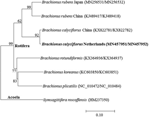 Figure 1. Phlyogenetic analysis of mitochondrial DNA. We conducted a comparison of the 13 mitochondiral DNA genes of Acoela and Rotifera. The 13 mitochondrial DNA genes were aligned by ClustalW. Maximum-likelihood analysis was performed by Mega software (ver. 10.0.1) with LG + G + I model. The rapid bootstrap analysis was conducted with 1000 replications with 48 threads running in parallel. The Acoela served as outgroup. -Ln = 24394.24.