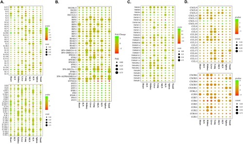 Figure 3. Gene expression patterns of cytokines and their receptors in organ tissues (tonsils, spleen, SLN, MLN, lungs, liver, kidneys, ILN, and heart) from ASFV-inoculated pigs (TRT) euthanized at 3 dpi. (A) ILs and their receptors. (B) IFNs. (C) Genes of the TNF-receptor superfamily. (D) Chemokines and their receptors. SLN, submandibular lymph node; MLN, mesenteric lymph node; ILN, inguinal lymph node; TNF, tumour necrosis factor; ASFV, African swine fever virus; IFN, interferon; IL, interleukin