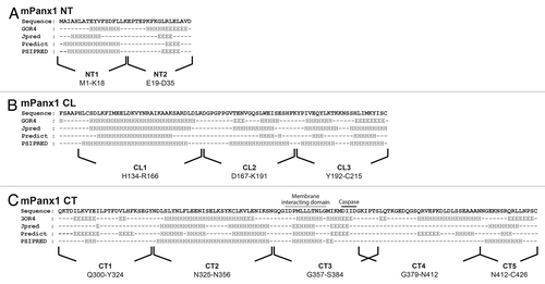 Figure 2. Secondary structure prediction of the mPanx1 cytoplasmic domains. Display of the predicted secondary structure of (A) mPanx1 NT, (B) mPanx1 CL, and (C) mPanx1 CT obtained by utilizing four different prediction algorithms: GOR4, Jpred, Predict (PROF), and PSIPRED. Prediction per residue is labeled under the sequence as follow: H, α-helix; E, β-strand; black dash, random coil. Peptides used for the rest of the study are indicated under the sequences. The segment expected to interact with the membrane and the caspase cleavage site are respectively indicated with a wavy and solid black line.